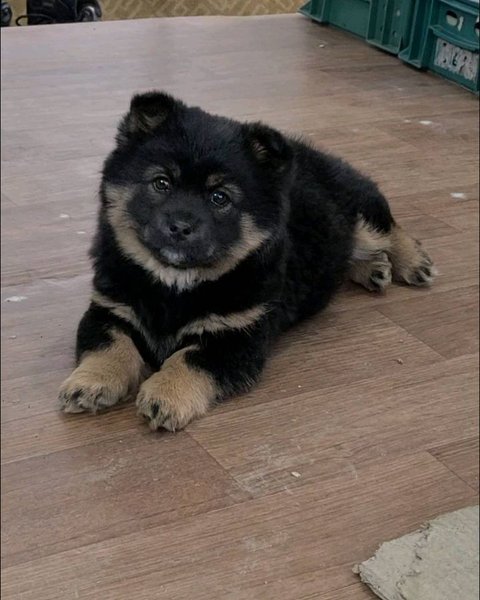 Thumbnail of rdbw2td-q-e1a9a4e04ae44ec3 2