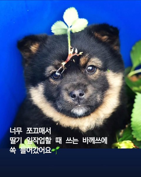 Thumbnail of rdbw2td-q-e1a9a4e04ae44ec3 4