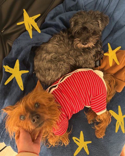 Thumbnail of p-dfvzgdpvxdt-e2b30fd103904cad 15