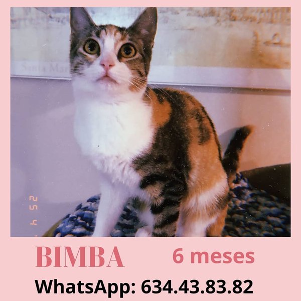 Thumbnail of p-colnqoma7zh-e3bbb93d824242c2 0