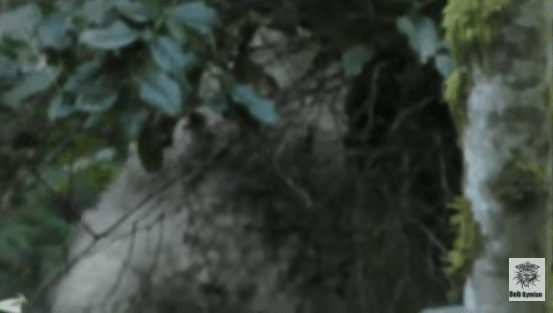 Thumbnail of www-x-com-sasquatchchron-status-1323354680211185668-e45d452c8d7f40ff