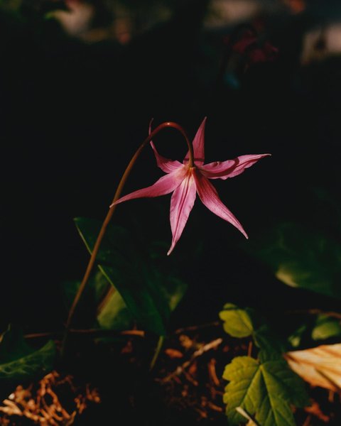 Thumbnail of p-cp8xtbha7wm-e4c04d0c8622447a 0