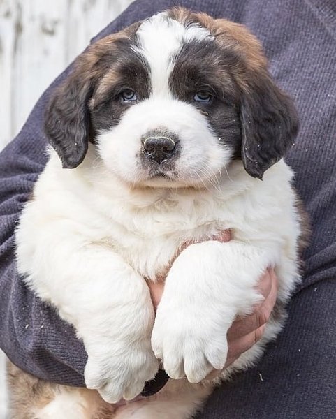 Thumbnail of p-bwpocdwbhbm-e6a7882c7eae4a0c 3