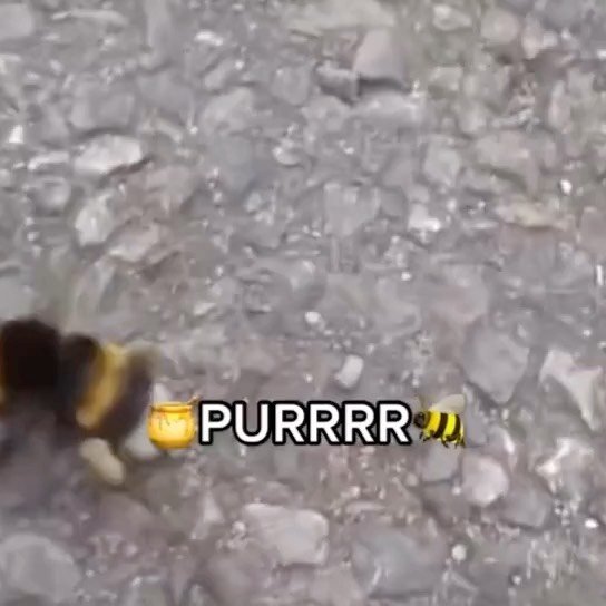Thumbnail of p-ctrrenethog-e72e0665d48f43c8 8