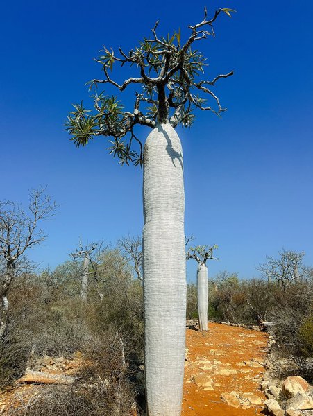 Thumbnail of www-instagram-com-p-drkgl-yioqb 0