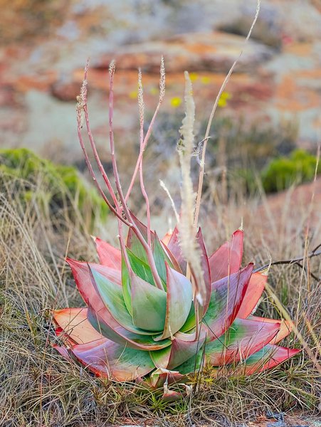 Thumbnail of www-instagram-com-p-drkgl-yioqb 2