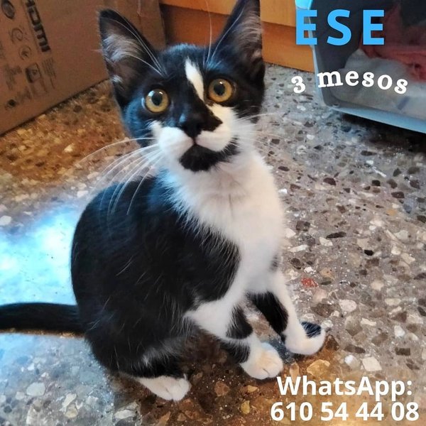 Thumbnail of p-csbyf0tokot-e793aa3c22784418 0