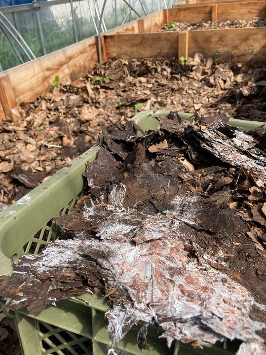 Thumbnail of www-x-com-ingenokura-status-1701353746327109985-e7d68392cf774c83