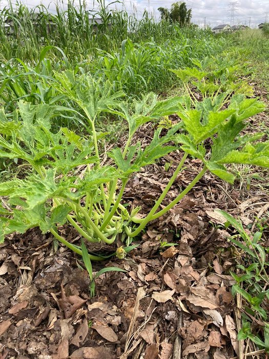 Thumbnail of www-x-com-ingenokura-status-1701353746327109985-e7d68392cf774c83