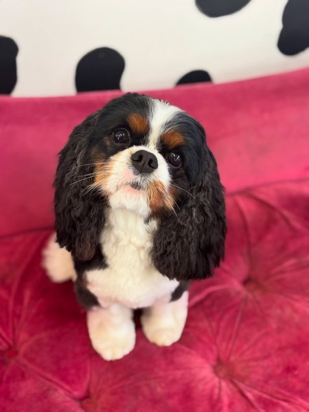 Thumbnail of p-djzs84vxtiu-e80ef00e2f324a33 0