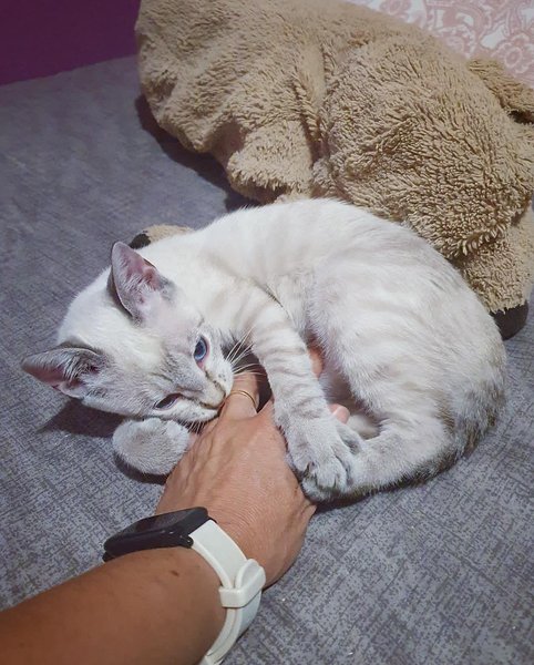 Thumbnail of p-cueeajfi98d-e8110f4c18344e80 0