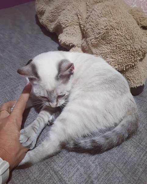 Thumbnail of p-cueeajfi98d-e8110f4c18344e80 1