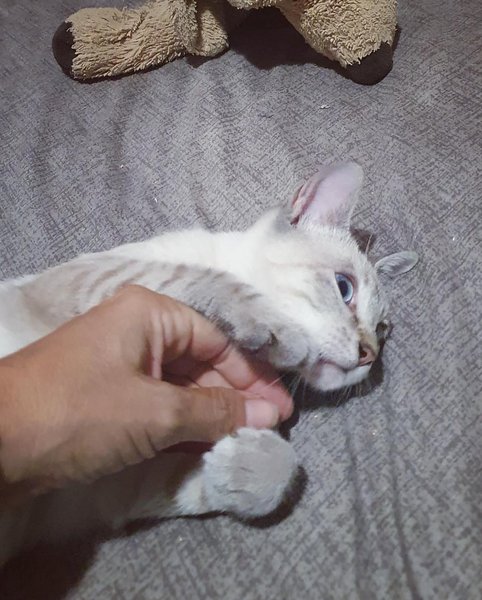 Thumbnail of p-cueeajfi98d-e8110f4c18344e80 2