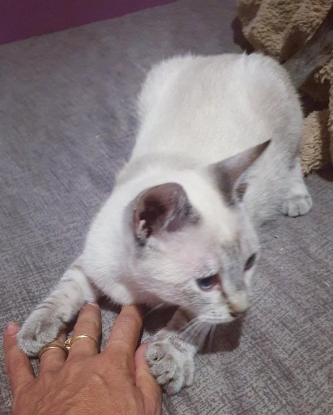 Thumbnail of p-cueeajfi98d-e8110f4c18344e80 3