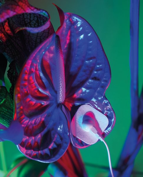 Thumbnail of p-celxxflp6mc-e8181ff09d8d46f2 1