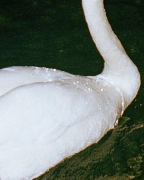 Thumbnail of p-dcropcoysag-e9220bb3316c442d 0