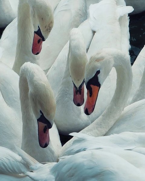 Thumbnail of p-dcropcoysag-e9220bb3316c442d 1