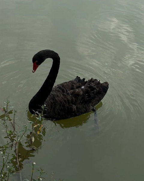 Thumbnail of p-dcropcoysag-e9220bb3316c442d 2