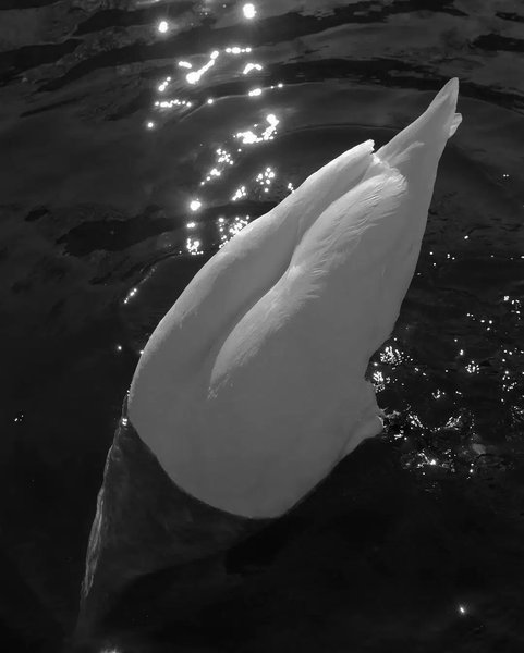 Thumbnail of p-dcropcoysag-e9220bb3316c442d 3