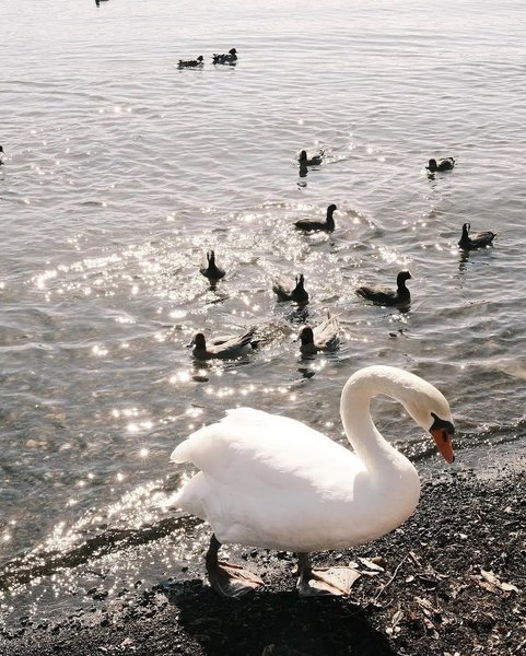 Thumbnail of p-dcropcoysag-e9220bb3316c442d 4