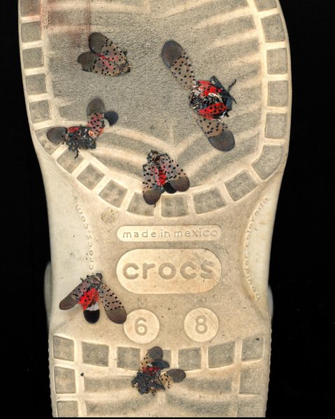 Thumbnail of cx-lxfwrwyq-ea2595cc67964437 0