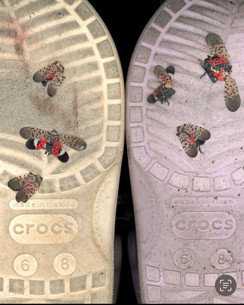 Thumbnail of cx-lxfwrwyq-ea2595cc67964437 1