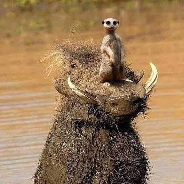 Thumbnail of p-ca07vyjgxod-ec71029510f648c0 0