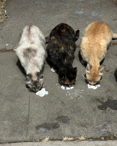 Thumbnail of cuym7g-lzai-ed039c98dbc44d9e 1