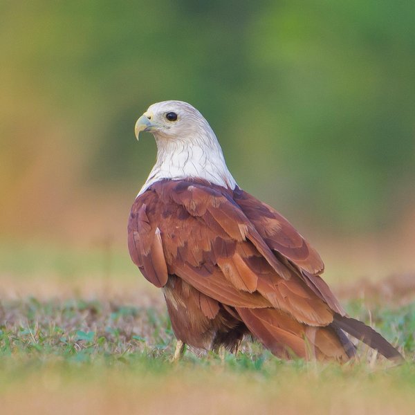 Thumbnail of p-bxmqijcfeyh-ed6d1918b5014a89 0