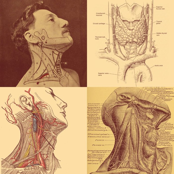 Thumbnail of www-x-com-lowmegatron-status-1976345793658265681-ee634c0490b54d4e