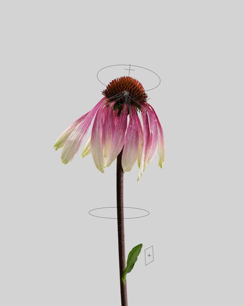 Thumbnail of p-codcmgmtkon-ee9a7b3eeca8444e 7