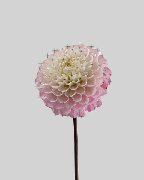 Thumbnail of p-codcmgmtkon-ee9a7b3eeca8444e 8