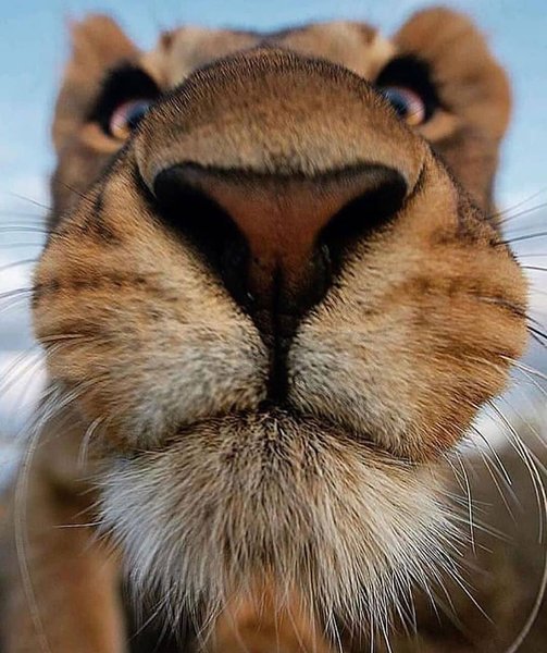 Thumbnail of p-ceuaxkoa8oe-efbaa95804cd426d 0