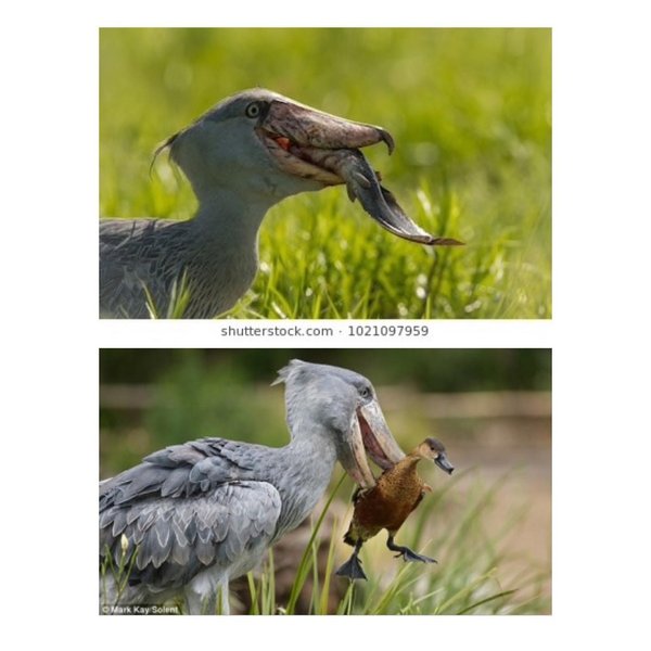 Thumbnail of p-bzvgqa6aplj-f00f04be50574753 1