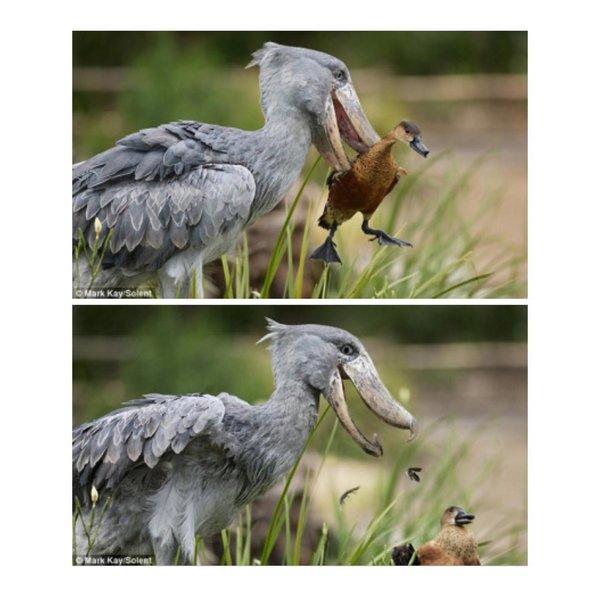 Thumbnail of p-bzvgqa6aplj-f00f04be50574753 4