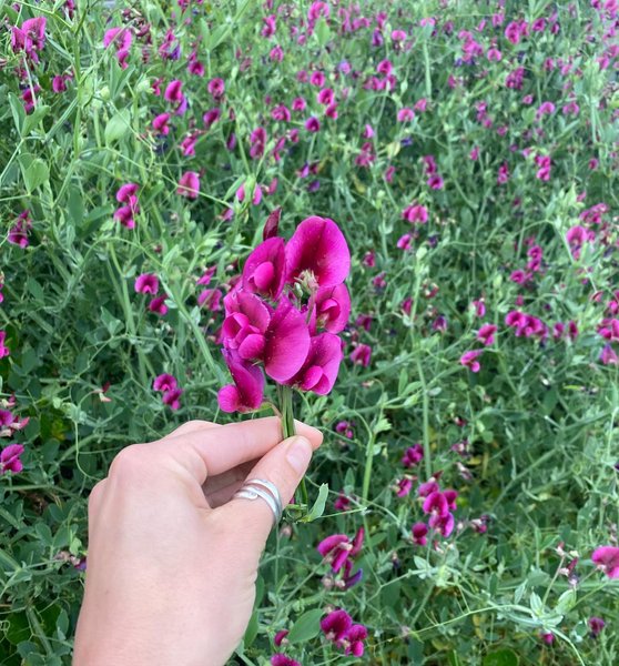 Thumbnail of p-czmfa9vyiwx-f0bff3e6b5954c54 8