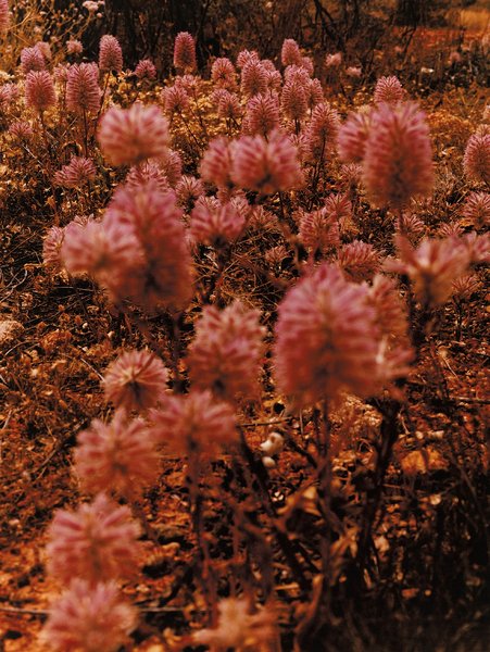 Thumbnail of p-drqahzoeflx-f1de7fcd11e949b2 14