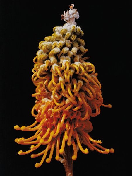 Thumbnail of p-drqahzoeflx-f1de7fcd11e949b2 9