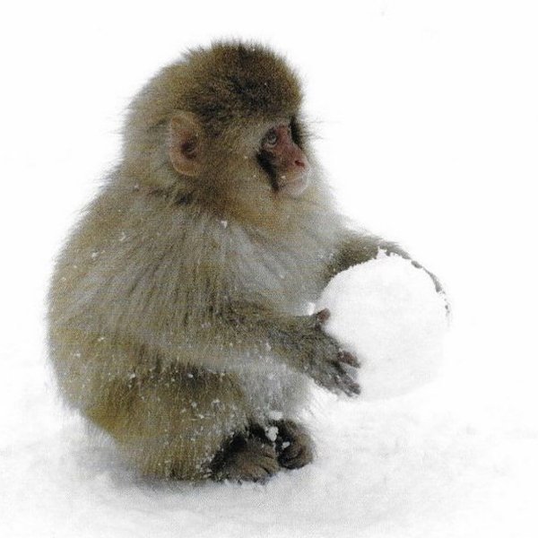 Thumbnail of p-dppicruadyg-f22702ccd1c44f89 0