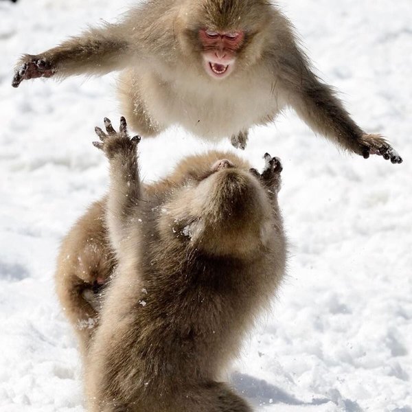 Thumbnail of p-dppicruadyg-f22702ccd1c44f89 2