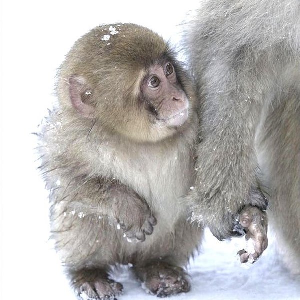 Thumbnail of p-dppicruadyg-f22702ccd1c44f89 3