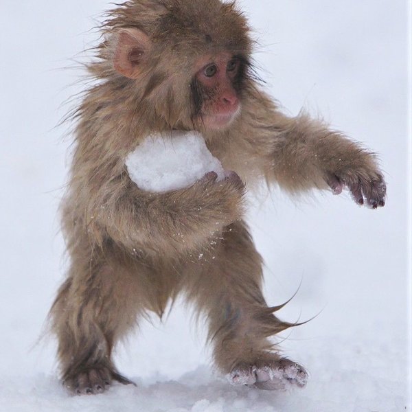 Thumbnail of p-dppicruadyg-f22702ccd1c44f89 4