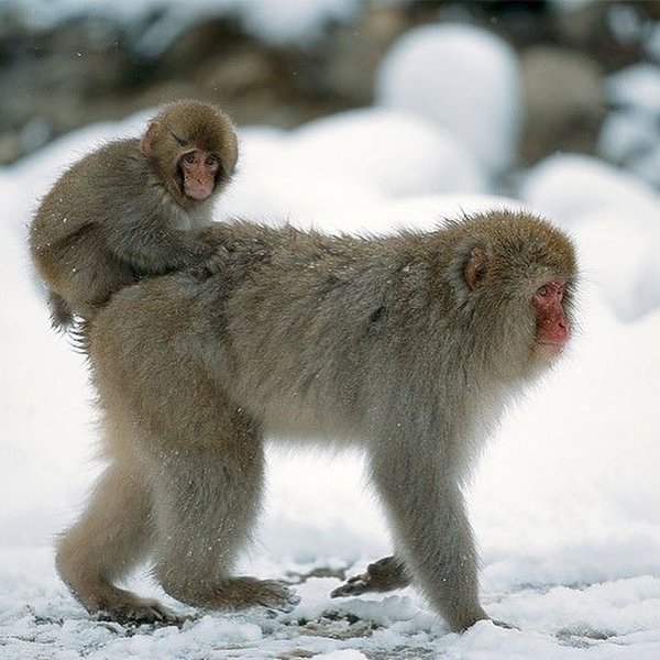 Thumbnail of p-dppicruadyg-f22702ccd1c44f89 7