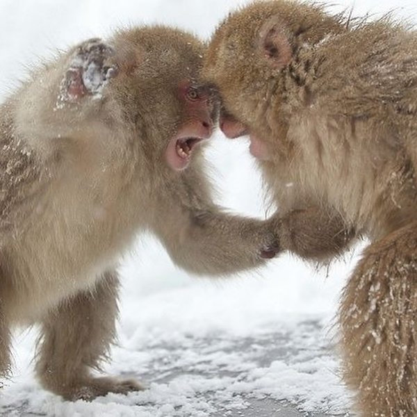 Thumbnail of p-dppicruadyg-f22702ccd1c44f89 8