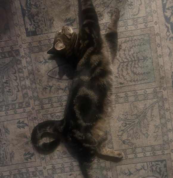 Thumbnail of p-dtyghgelmon-f26eb24be8e64153 1