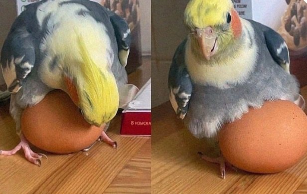 Thumbnail of www-x-com-cockaztiel-status-1818431949758730398-f375a83c8dd4403b