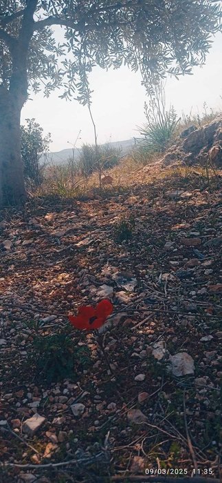 Thumbnail of www-x-com-ostensiblay-status-1898662667742536126-f42842b18cbd49d7