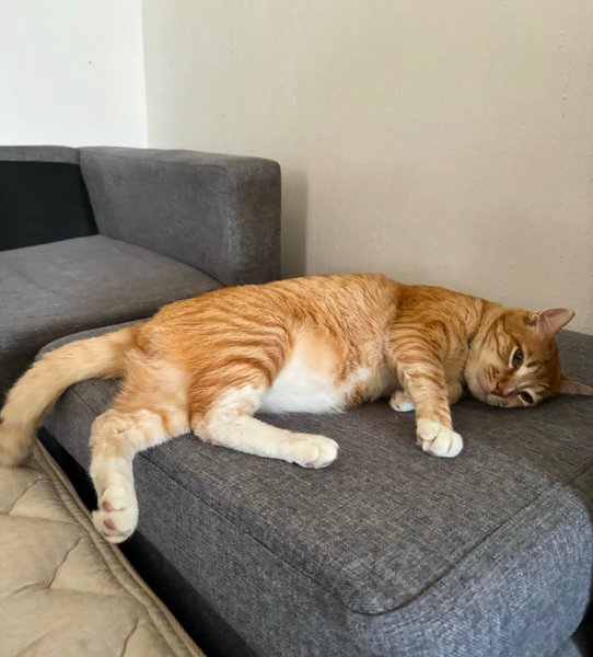 Thumbnail of c6crf-bvbxq-f63378fe0466421d 4