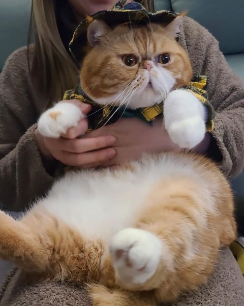 Thumbnail of p-cygi71epd1e-f75cb7c919a04e79 3