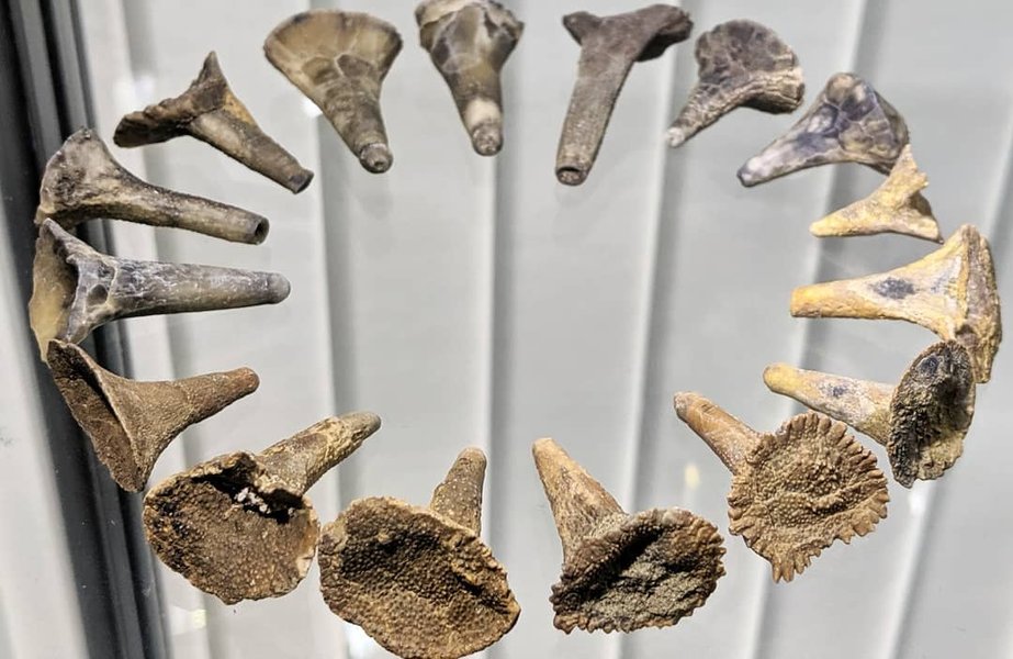 Thumbnail of b1wdo9rbd-g-f7bf1c2163a841b9 2